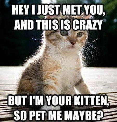 impact font meme. the image is a little white and brown kitten. the text says "HEY I JUST MET YOU, AND THIS IS CRAZY, BUT I'M YOUR KITTEN, SO PET ME MAYBE?"
