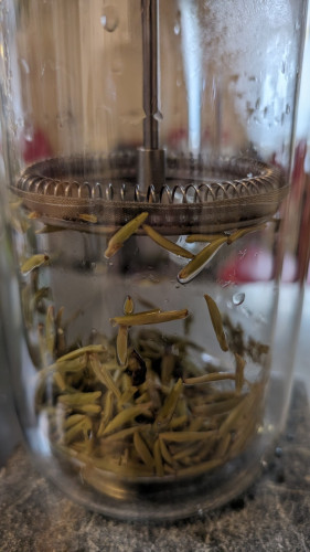 Green tea in a plunger pot.