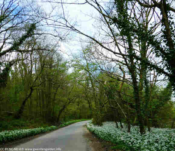A small country road with trees on either side, and underneath are carpets of ramsons, small white flowers of the onion family.