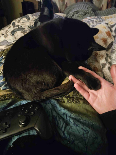 Im sitting in bed and my black cats on me with her paw on my hand