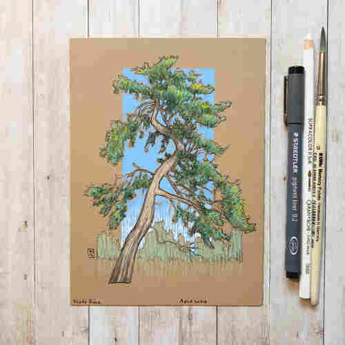 A colour drawing of a mature Scots pine tree with a blue background.