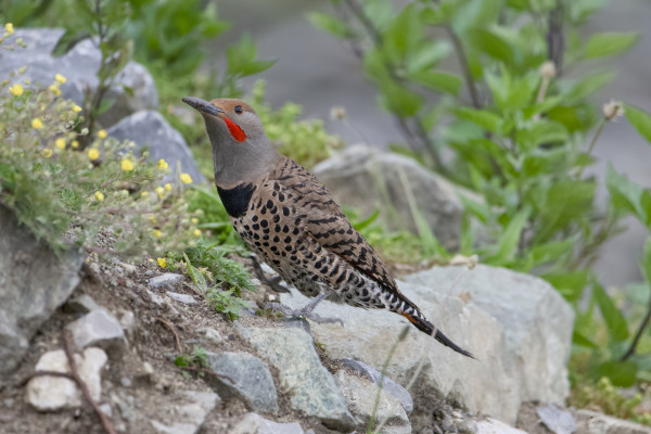A male red-shafted Northern Flicker is on some rocks. On the rocks is a bit of dry soil, a few clumps of yellow flowers, and in the background are larger bushes