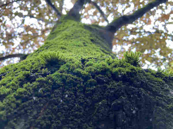 Looking up the base of a thick-trunked tree covered in lush spongy green moss. There are two spots with arches of moss growing out more horizontally, that look a little like big fat false eyelashes 