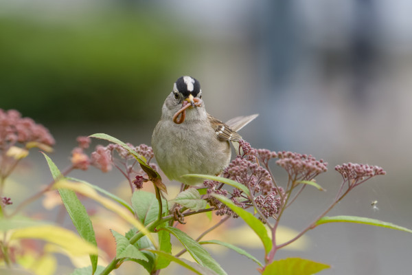 A White-crowned Sparrow on top of a bush, holding part of an earthworm in its beak. It is looking in my general direction.