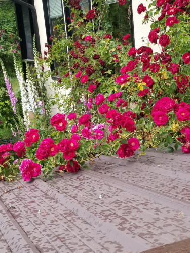 Cascading vines of crimson climbing roses from root stock. In the background are spikes of pink and white foxgloves. 