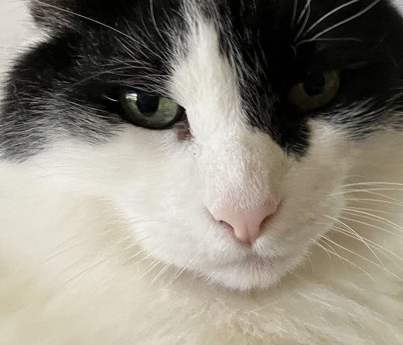Close-up of the face of a medium-hair tuxedo cat, with a focus on his nose.