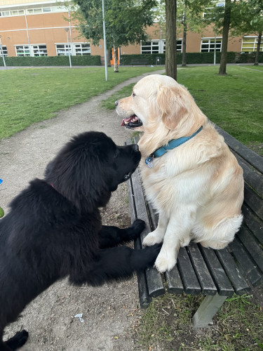 Odin, a black newfoundlander puppy five months old, with a full grown golden retriever on a bench in the park 