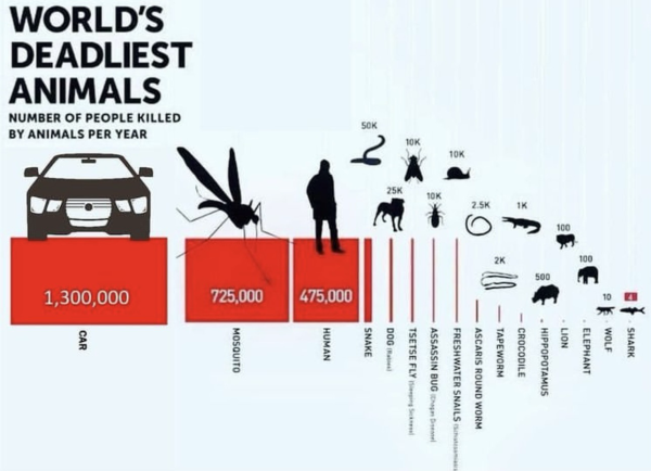 Graphik:  WORLD'S DEADLIEST ANIMALS NUMBER OF PEOPLE KILLED BY ANIMALS PER YEAR: Car: 1.300.000 Shark: 4