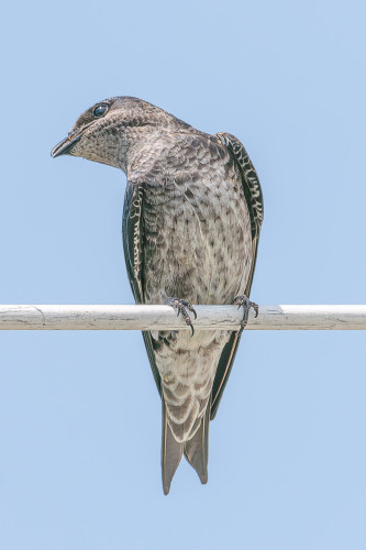 Photograph of a female purple martin perched on a slender, horizontal pole with a pale blue sky in the background. The martin is facing forward with its head turned to the left frame. This martin has just caught a bug that it still holds in its beak. Female purple martins have brown body feathers with white mottling, dark grey legs and feet, large, deep-set, dark eyes, and a short, pointed beak that curves down at the tip and is ideal for catching insects in flight.