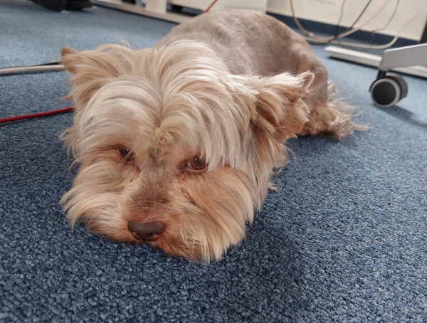 Grumpy, bored dog lying on a carpet