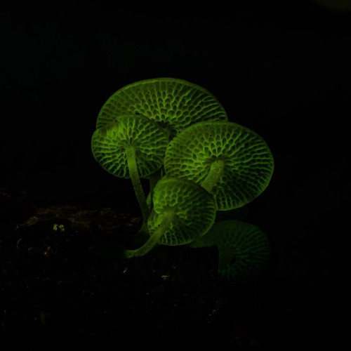 Bioluminescent mushrooms glowing a faint green color at night.