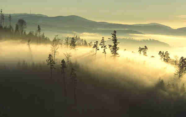 A backlit photo taken on a Black Forest summit during an inversion weather condition: Fog lies in the valleys, and on the higher peaks, there is clear visibility. The mountainside in the foreground is partially covered with fog. The fog glows brightly yellowish in the sunlight. The dark silhouettes of some taller, solitary coniferous trees protrude from the glowing fog. In the background, the higher peaks of the Northern Black Forest can be seen.