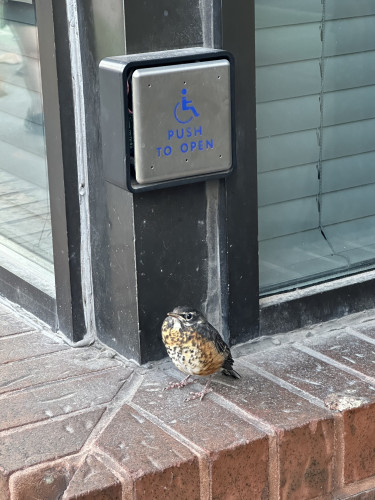 A very indignant-looking, and very round bird, on a ledge below a "push to open" button.