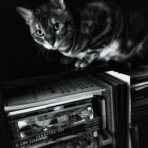A black and white photo of my bengal cat Pi crouching inside one shelf of our bookshelf. The shelf directly below him is full of random books. Pi is making eye contact because he knows he isn’t suppose to be on the bookshelf 