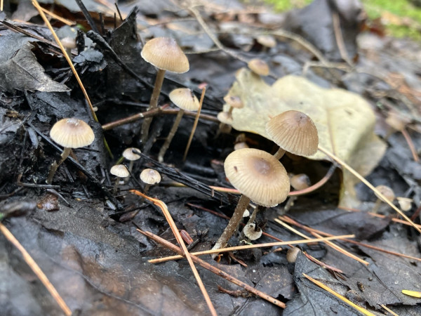 A cluster of possible Goldenedge bonnet(?) mushrooms sprouting from a damp forest floor. The caps are brown at the top, fading to beige—wee and round, with tiny ridges like an umbrella.