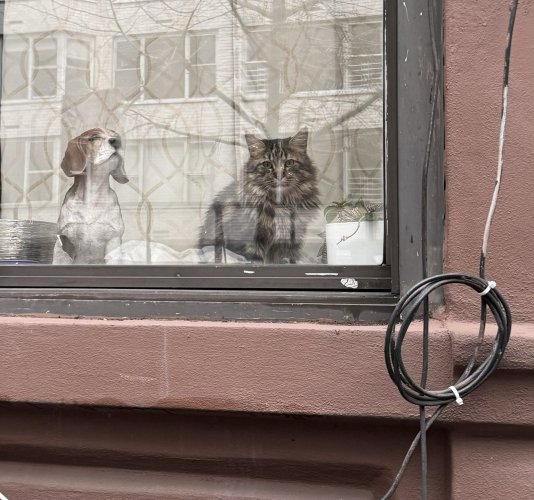 A statues of a beagle and a real long haired tabby cat watch you through a brownstone window. 