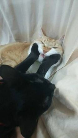 One kitty mooshing the other one's face. They're best friends, thogh.