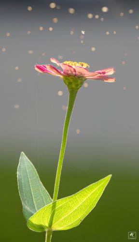 Color photo of a cloud of blurred tiny flies hovering over a pink zinnia flower, catching the last rays of the evening light such that they show as tiny glowing dots.