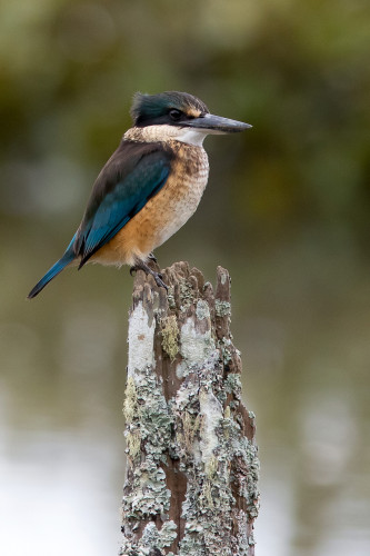 A kōtare (sacred kingfisher) - greenish blue back and head,,cream front and neck, black beak - perched on an old fence post covered in lichen.
