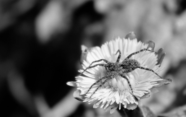 Black and white close up photograph of a spider standing on a coltsfoot flower, turning its head and seeming to look confidently at the photographer.
