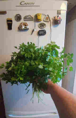 today's parsley pick from the indoor hydroponic.