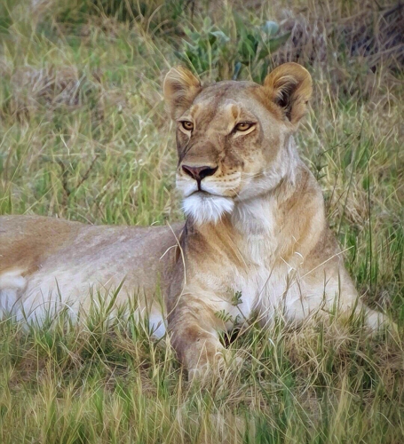 A beautiful lioness lays calmly amongst the grasses of the Okavango Delta gazing out at all she purveys. She is the queen of the jungle.