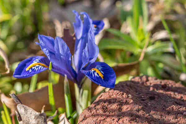 Photograph of a purple dwarf iris flower sprouting next to a weathered brick and surrounded by last year's fallen leaves as well as grass-like crocus foliage. Irises have three petals that extend vertically from the flower's base and three sepals the extend up and out from the base. On each sepal there is a central colored patch or stripe called a "signal" that often has furry appearance and leads down into the flower's interior. In this case the petals and sepals are purple and the signals are vivid orange-yellow while white and purple mottling on either side. Typically, irises are several feet tall but this dwarf variety is only 5-7 inches tall.
