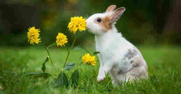 little white and light brown spotted rabbit on hind legs smelling some wild yellow flowers growing in a field of grass