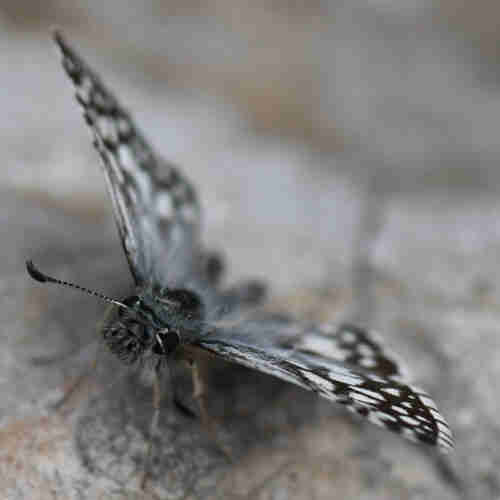 Black and white checkered butterfly sitting on a rock. The picture is taken from the front, focusing on its very fuzzy head.