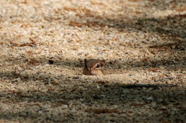 the tiny head of a chipmunk poking its head out of a little divet in a gravel path. they are a light brown rodent with a darker brown top of its head and lighter brown patches on its cheeks. it has little dark brown ears that are perked up and kind of round. they have a little pink nose with a black stripe running down the ridge of their nose. they also have shiny black eyes and lots of little black whiskers. this little friend actually had a tunnel system going through the trail lmao. i was standing back waiting for them to pop back up at a different opening but they never did but they popped up here and i was so happy to see them pop up so cute like this. this is truly one of the cutest things ive seen in a long time. i am obsessed with their little give no shits trail tunnels hahaha