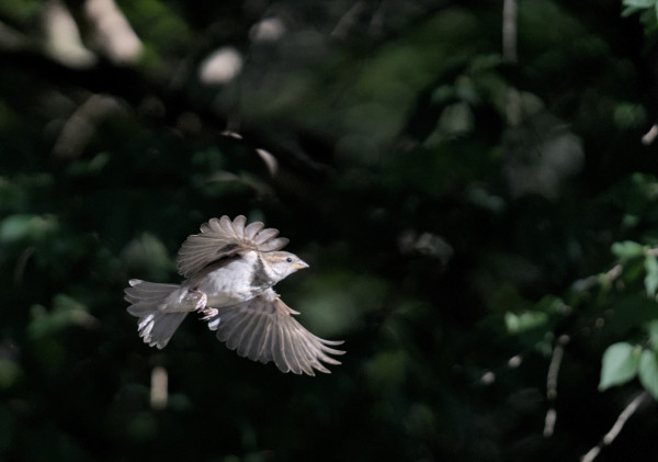 A picture of a male house sparrow mid-flight with its wings stretched out. It's a mostly grey brown little bird with a black bandana around its neck. The background is mostly black and dark green out of focus areas.