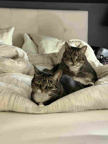 Two cats sitting on an unmade bed