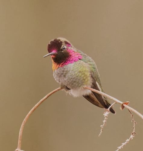 Anna’s Hummingbird sitting on a thin branch