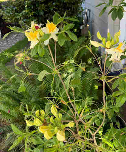 Elegantly branched bush with clumps of yellow and white flowers. Many of the leaves on the bush have been partially or entirely stripped of matter on either side of the bit that runs down the center of the leaf. On some leaves, translucent green caterpillars can be seen along the eaten edges. 