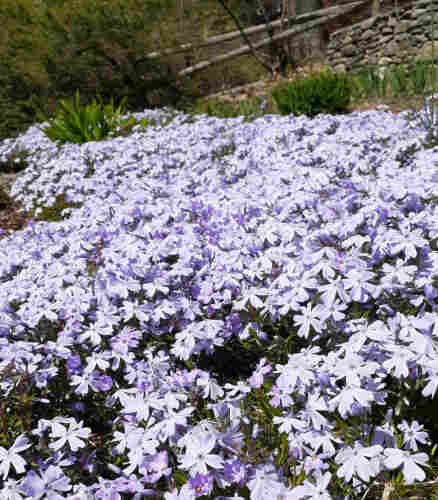 Photo of a blanket of pale purple creeping phlox spreading into the distance. The color is washed out by the bright sunlight, making the flowers look more white than purple.