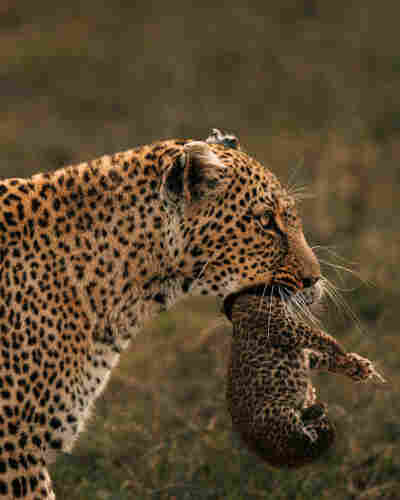 Leopard holding her cub by her mouth 