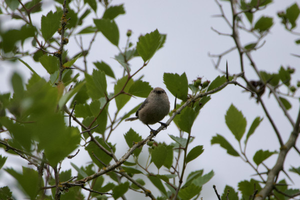 A male American bushtit with his face turned directly toward the camera. It’s a tiny bird of a soft dust-mote taupe color and no discernible neck. It’s clinging onto a thorny bush with its capable big black claws, and its tiny face looks alert. Its soft chest and belly are turned toward us and look touchably fluffy!