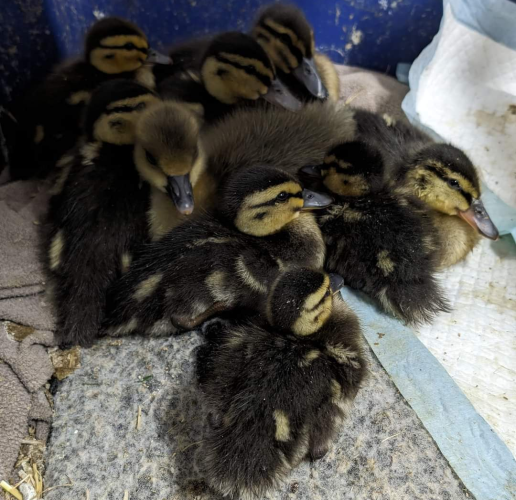 Picture of a clump of  8 small ducklings with a larger gosling in the middle of them.
