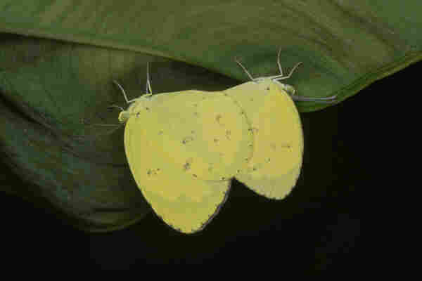 two common grass yellow butterflies (Eurema hecabe) in coitus while hanging upside-down from a leaf
