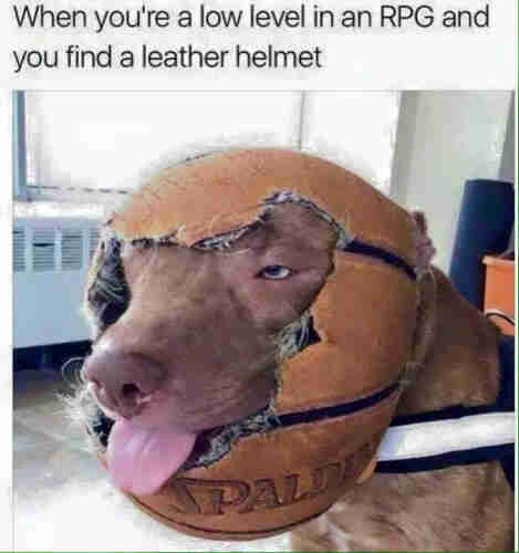 When you're a love level in an RPG and you find a leather helmet.

[Photo of a Pitbull wearing a torn/chewed leather basketball on its head.]