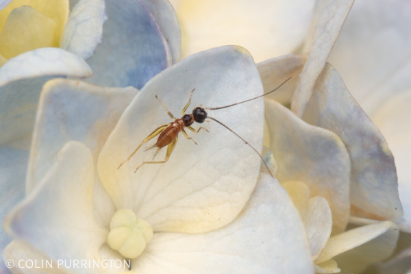 Small cricket with black head thorax, amber abdomen, and yellow legs on a blue and yellow flower.