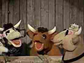 Three muppet cows in a barn singing 