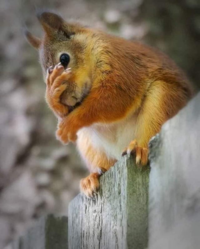 Picture a squirrel covering its eyes in despair !