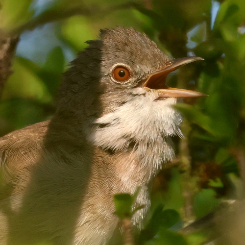 A 'head and shoulders' shot of a singing Whitethroat. The body is brown, the head greyish-brown, and the throat, surprise, surprise, is white. The eye is a reddish-brown in colour with a small black pupil.