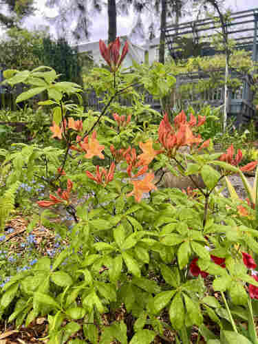 An azalea plant in a garden bed. It's a very loose sprawling small shrub, with clusters of five oblong pointed leaves. It has about 20 trusses of  orange flower buds that look like deflated balloons; a few are open to show typical five petaled azalea flowers with long anthers. 