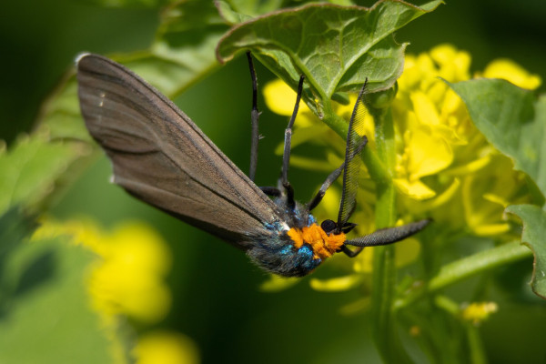 A large moth hanging upside down on a yellow flower. They have a bright orange head and iridescent blue back and black wings