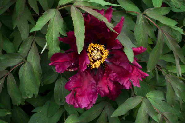 A velvety, deep red peony flower with single, frilly-edged petals around a golden center.