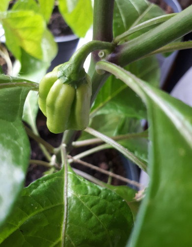 This is a close-up of the chilli plant, focusing on the fruit. The fruit is still green.