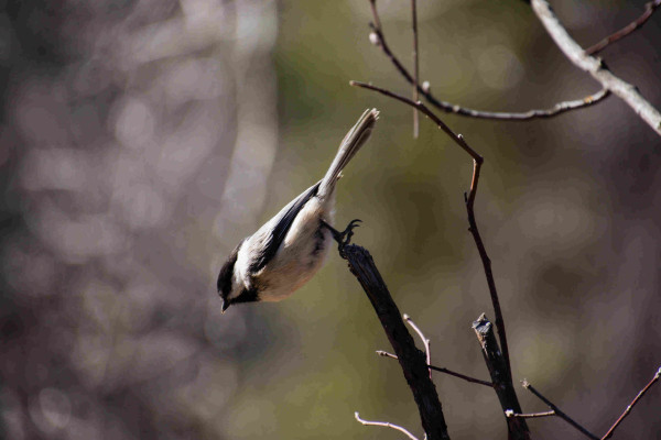 A black-capped chickadee takes a header off a leafless twig in the moment before flight, wings still closed, against a brown and green background.
