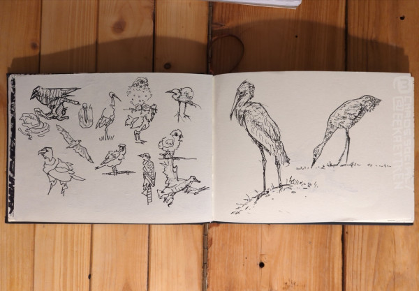 Black Fineliner on paper.

Various sketches of birds.